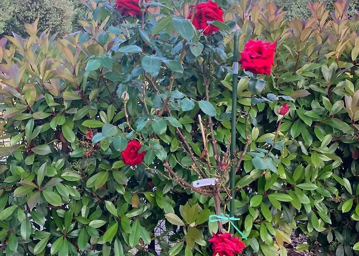 Jadra Appartamento *